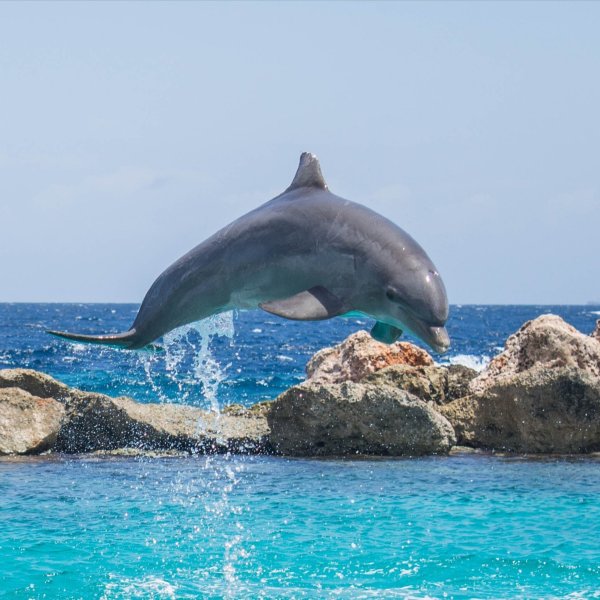 Морские обитатели дельфины