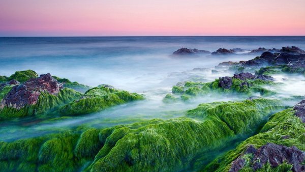 Море пляж пальмы