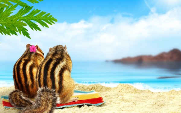 Животные отдыхают на море