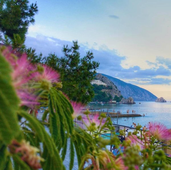 Крым ленкоранская Акация море