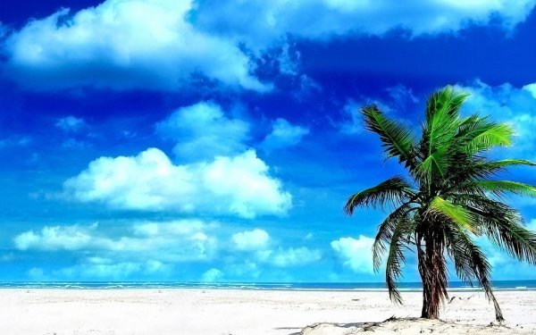 Морская Ракушка Витязево