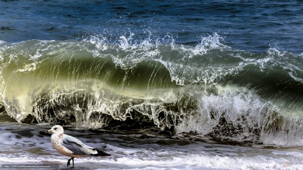 Море волны Чайки