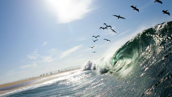 Чайка Азовское море