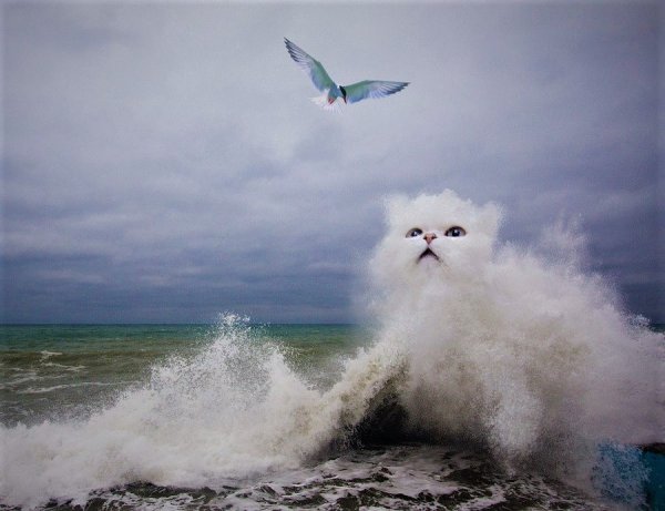 Буревестник в шторм