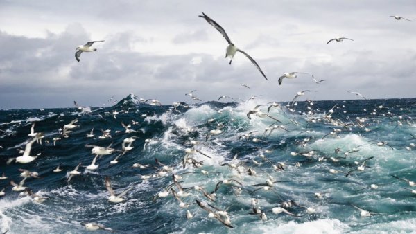 Морские волны и Чайки