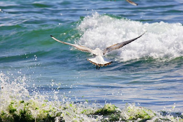 Море небо Чайки