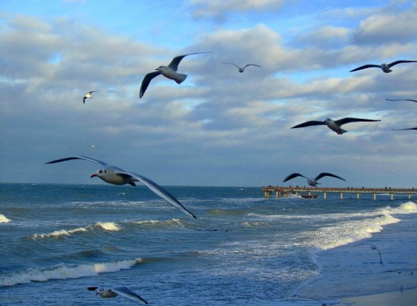 Фон море Чайки