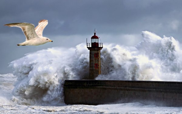 Чайки в шторм
