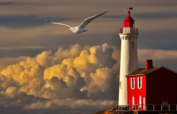 Море Чайка Маяк