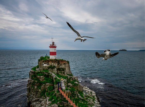 Маяк Басаргина Владивосток Чайки