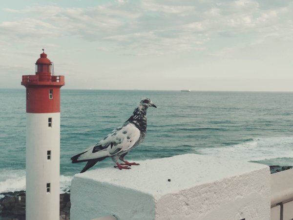 Маяк и птицы