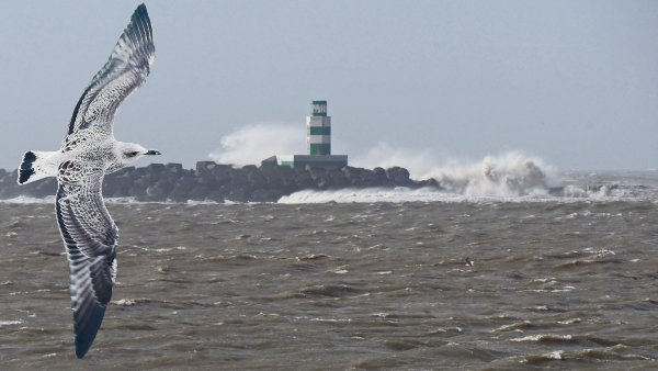 Море Маяк Чайки