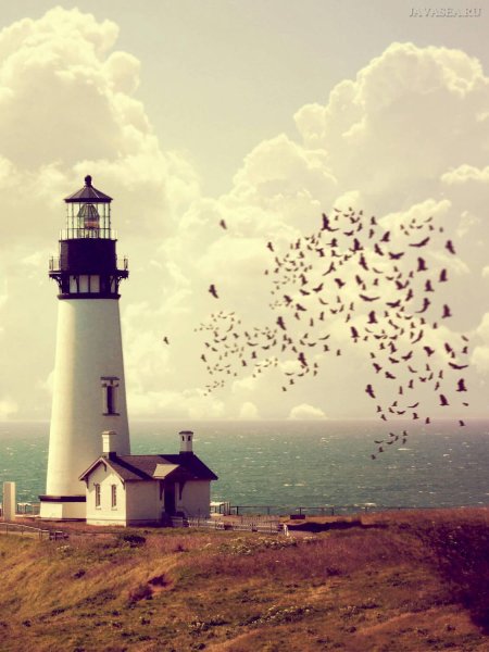 Маяк и птицы