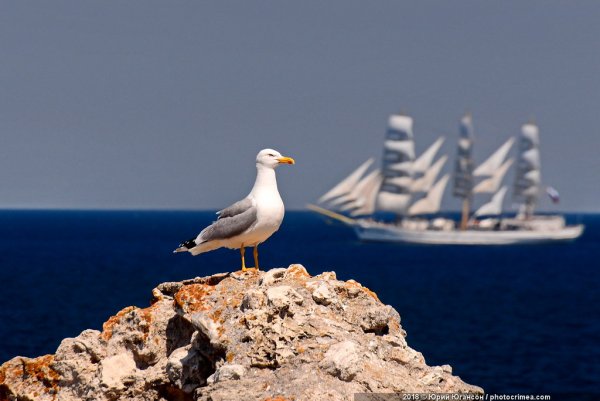 Чайка Севастополь