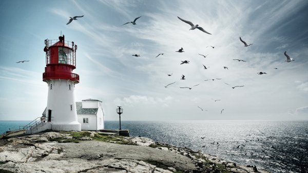 Море и птицы Маяк