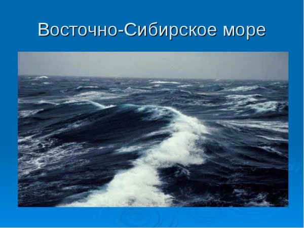 Кайра на Восточно-Сибирском море