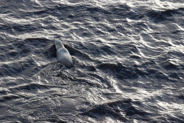 Море Бофорта фото