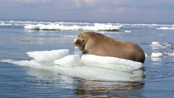 Остров Генриетты Полярная станция