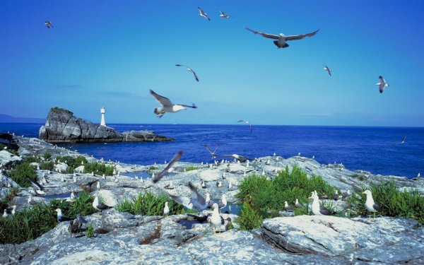 Море, Чайки
