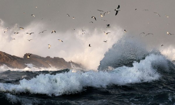 Море шторм Чайки