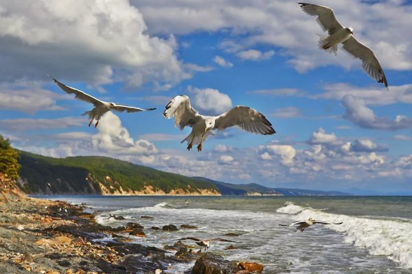 Чайки над скалами в море
