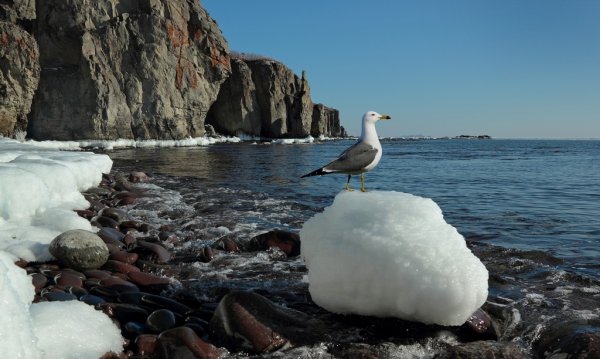 Море скалы Чайки
