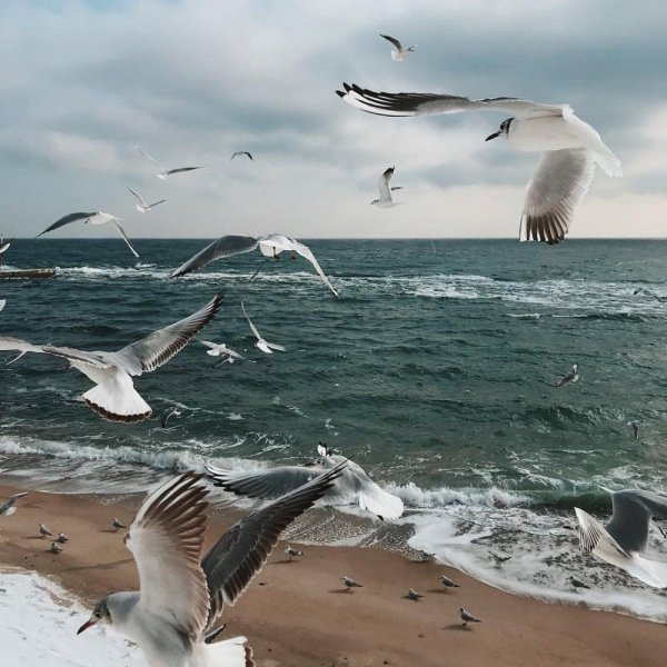 Море, Чайки