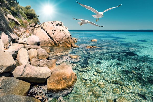 Фотообои море камни Чайки