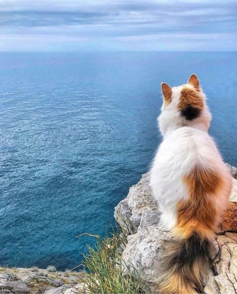 Кот на море