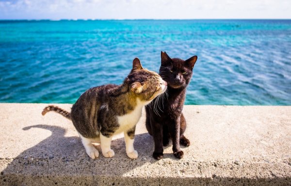 Кот на море