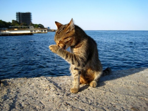 Кот на море