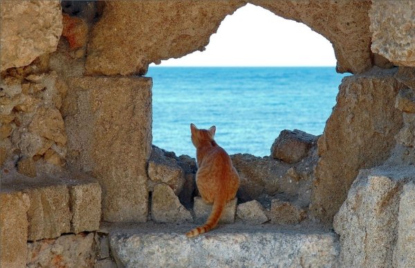Кот на берегу моря