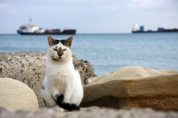 Кот на пирсе