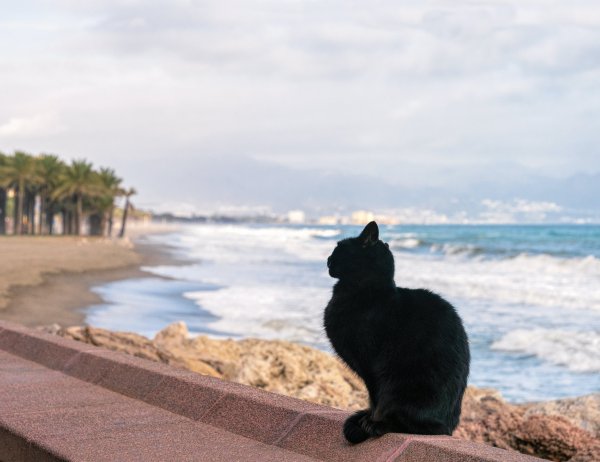 Коты на берегу моря
