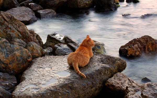 Кот на берегу моря