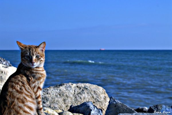 Котик на море