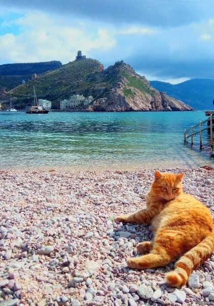 Кошка отдыхает