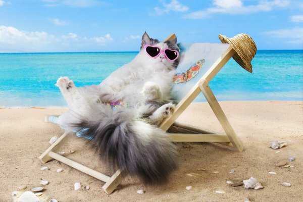 Кошка на пляже
