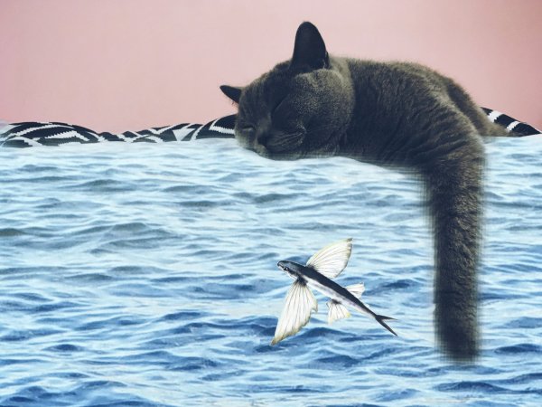 Рыжий кот на море