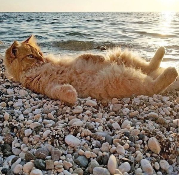Кот на море