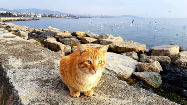 Ялтинские коты