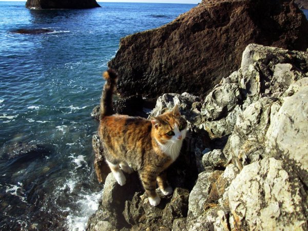 Рыжий кот на море