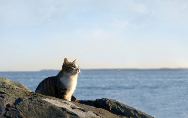 Кот серфингист