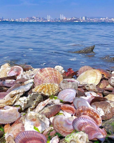 Японское море Владивосток