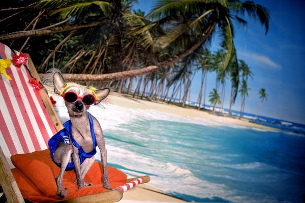 Кот на пляже