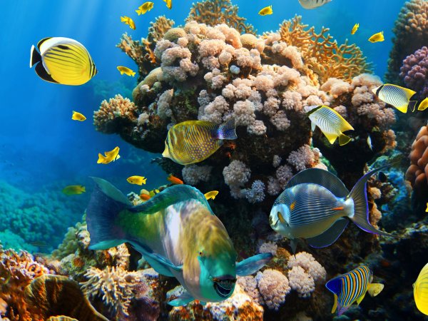 Шарм-Эль-Шейх кораллы