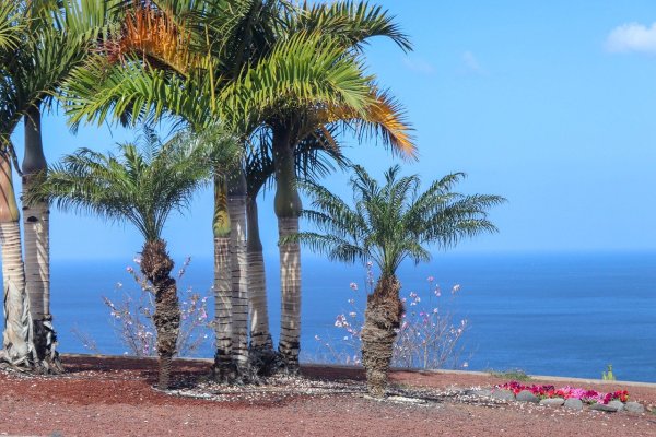 Пальмы на черном море