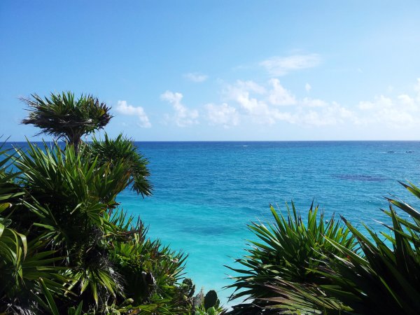 Сочи пальмы море