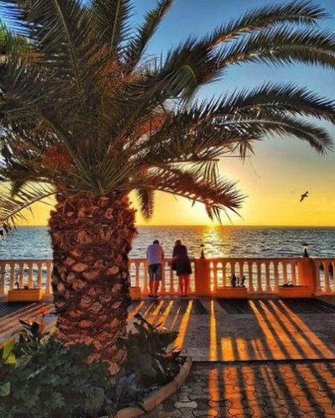 Сочи пальмы море