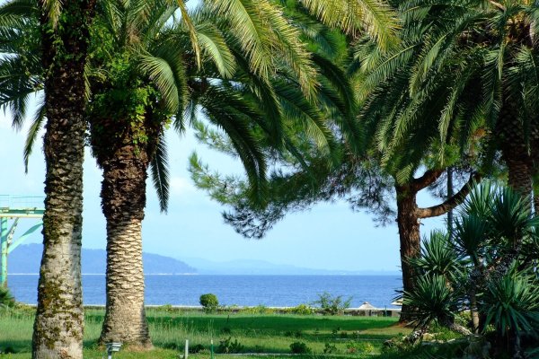 Магнолия Абхазия субтропики